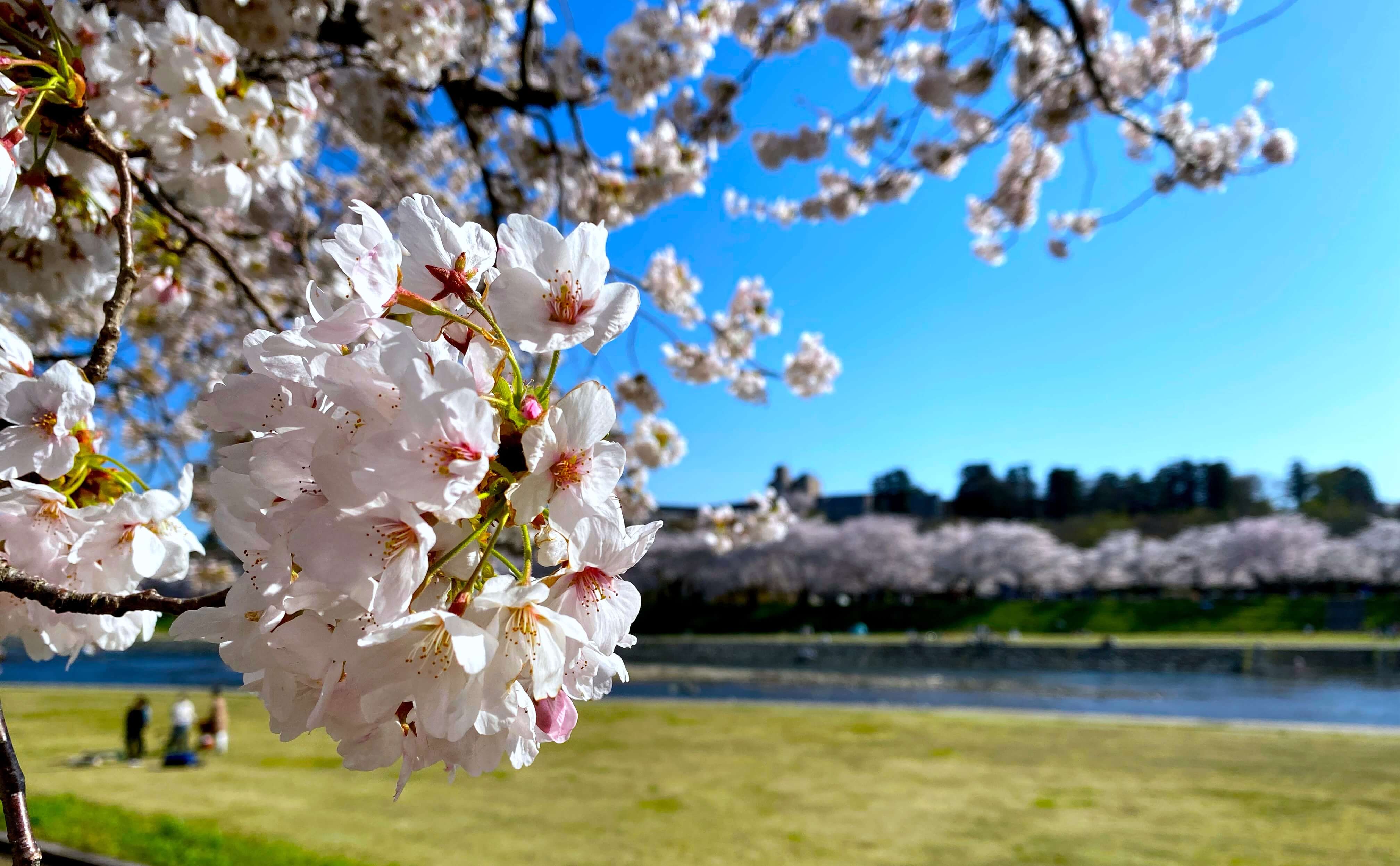 春はゆく…